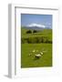 Sheep Grazing Beneath Mount Ruapehu-Stuart-Framed Photographic Print