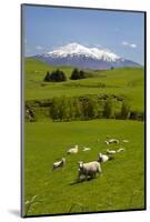 Sheep Grazing Beneath Mount Ruapehu-Stuart-Mounted Photographic Print