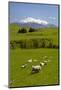 Sheep Grazing Beneath Mount Ruapehu-Stuart-Mounted Photographic Print