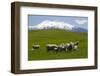 Sheep Grazing Beneath Mount Ruapehu-Stuart-Framed Photographic Print