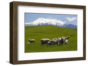 Sheep Grazing Beneath Mount Ruapehu-Stuart-Framed Photographic Print