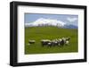 Sheep Grazing Beneath Mount Ruapehu-Stuart-Framed Photographic Print