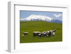 Sheep Grazing Beneath Mount Ruapehu-Stuart-Framed Photographic Print