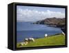 Sheep Grazing by Rugged Coastline of Coulagh Bay on Ring of Beara Tourist Route-Pearl Bucknall-Framed Stretched Canvas