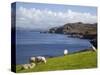 Sheep Grazing by Rugged Coastline of Coulagh Bay on Ring of Beara Tourist Route-Pearl Bucknall-Stretched Canvas