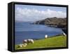 Sheep Grazing by Rugged Coastline of Coulagh Bay on Ring of Beara Tourist Route-Pearl Bucknall-Framed Stretched Canvas