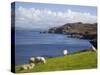 Sheep Grazing by Rugged Coastline of Coulagh Bay on Ring of Beara Tourist Route-Pearl Bucknall-Stretched Canvas