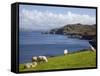 Sheep Grazing by Rugged Coastline of Coulagh Bay on Ring of Beara Tourist Route-Pearl Bucknall-Framed Stretched Canvas