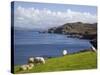 Sheep Grazing by Rugged Coastline of Coulagh Bay on Ring of Beara Tourist Route-Pearl Bucknall-Stretched Canvas