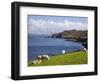 Sheep Grazing by Rugged Coastline of Coulagh Bay on Ring of Beara Tourist Route-Pearl Bucknall-Framed Photographic Print