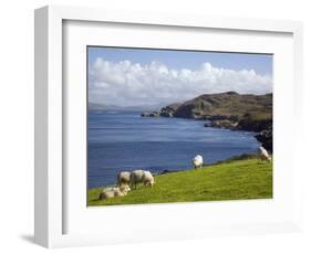 Sheep Grazing by Rugged Coastline of Coulagh Bay on Ring of Beara Tourist Route-Pearl Bucknall-Framed Photographic Print