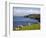 Sheep Grazing by Rugged Coastline of Coulagh Bay on Ring of Beara Tourist Route-Pearl Bucknall-Framed Photographic Print