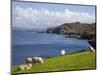 Sheep Grazing by Rugged Coastline of Coulagh Bay on Ring of Beara Tourist Route-Pearl Bucknall-Mounted Photographic Print