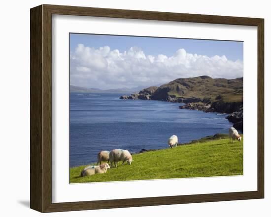 Sheep Grazing by Rugged Coastline of Coulagh Bay on Ring of Beara Tourist Route-Pearl Bucknall-Framed Photographic Print