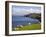 Sheep Grazing by Rugged Coastline of Coulagh Bay on Ring of Beara Tourist Route-Pearl Bucknall-Framed Photographic Print