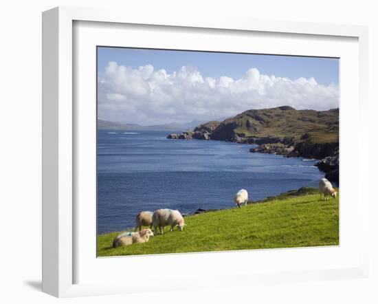 Sheep Grazing by Rugged Coastline of Coulagh Bay on Ring of Beara Tourist Route-Pearl Bucknall-Framed Photographic Print