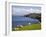 Sheep Grazing by Rugged Coastline of Coulagh Bay on Ring of Beara Tourist Route-Pearl Bucknall-Framed Photographic Print