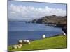 Sheep Grazing by Rugged Coastline of Coulagh Bay on Ring of Beara Tourist Route-Pearl Bucknall-Mounted Photographic Print