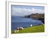 Sheep Grazing by Rugged Coastline of Coulagh Bay on Ring of Beara Tourist Route-Pearl Bucknall-Framed Photographic Print