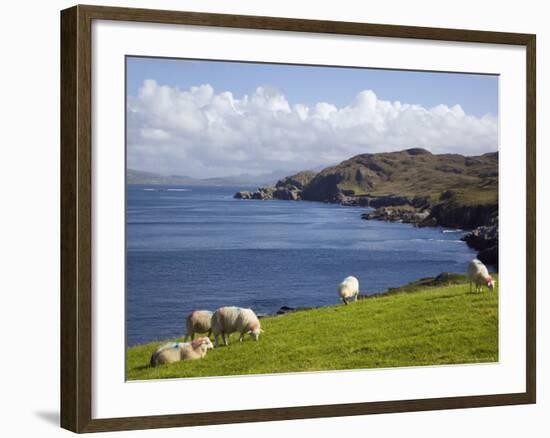 Sheep Grazing by Rugged Coastline of Coulagh Bay on Ring of Beara Tourist Route-Pearl Bucknall-Framed Photographic Print