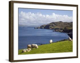 Sheep Grazing by Rugged Coastline of Coulagh Bay on Ring of Beara Tourist Route-Pearl Bucknall-Framed Photographic Print