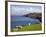 Sheep Grazing by Rugged Coastline of Coulagh Bay on Ring of Beara Tourist Route-Pearl Bucknall-Framed Photographic Print