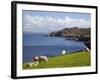 Sheep Grazing by Rugged Coastline of Coulagh Bay on Ring of Beara Tourist Route-Pearl Bucknall-Framed Photographic Print