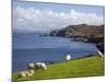 Sheep Grazing by Rugged Coastline of Coulagh Bay on Ring of Beara Tourist Route-Pearl Bucknall-Mounted Photographic Print