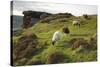 Sheep Grazing, Curbar Edge, Derbyshire, 2009-Peter Thompson-Stretched Canvas