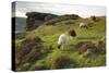 Sheep Grazing, Curbar Edge, Derbyshire, 2009-Peter Thompson-Stretched Canvas