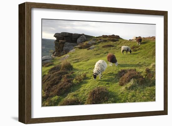 Sheep Grazing, Curbar Edge, Derbyshire, 2009-Peter Thompson-Framed Photographic Print