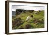 Sheep Grazing, Curbar Edge, Derbyshire, 2009-Peter Thompson-Framed Photographic Print