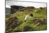 Sheep Grazing, Curbar Edge, Derbyshire, 2009-Peter Thompson-Mounted Photographic Print