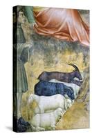 Sheep Grazing, Detail from Annuciation by Angel-Giovanni Da Milano-Stretched Canvas