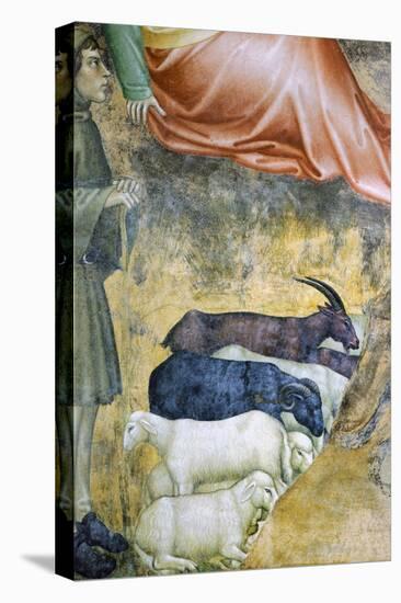 Sheep Grazing, Detail from Annuciation by Angel-Giovanni Da Milano-Stretched Canvas