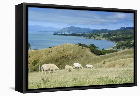 Sheep Grazing, Farewell Spit, South Island, New Zealand, Pacific-Michael Runkel-Framed Stretched Canvas