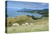 Sheep Grazing, Farewell Spit, South Island, New Zealand, Pacific-Michael Runkel-Stretched Canvas