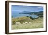 Sheep Grazing, Farewell Spit, South Island, New Zealand, Pacific-Michael Runkel-Framed Photographic Print