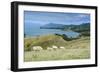 Sheep Grazing, Farewell Spit, South Island, New Zealand, Pacific-Michael Runkel-Framed Photographic Print