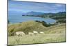 Sheep Grazing, Farewell Spit, South Island, New Zealand, Pacific-Michael Runkel-Mounted Photographic Print