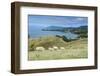 Sheep Grazing, Farewell Spit, South Island, New Zealand, Pacific-Michael Runkel-Framed Photographic Print