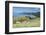 Sheep Grazing, Farewell Spit, South Island, New Zealand, Pacific-Michael Runkel-Framed Photographic Print