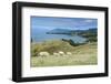 Sheep Grazing, Farewell Spit, South Island, New Zealand, Pacific-Michael Runkel-Framed Photographic Print