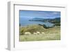 Sheep Grazing, Farewell Spit, South Island, New Zealand, Pacific-Michael Runkel-Framed Photographic Print