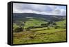 Sheep Grazing Farmland in Nidderdale-Mark Sunderland-Framed Stretched Canvas