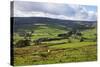 Sheep Grazing Farmland in Nidderdale-Mark Sunderland-Stretched Canvas