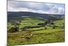 Sheep Grazing Farmland in Nidderdale-Mark Sunderland-Mounted Photographic Print