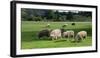 Sheep grazing in a field, Agrodome, State Highway 5, Rotorua, ay of Plenty, North Island, New Ze...-null-Framed Photographic Print