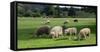 Sheep grazing in a field, Agrodome, State Highway 5, Rotorua, ay of Plenty, North Island, New Ze...-null-Framed Stretched Canvas