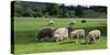 Sheep grazing in a field, Agrodome, State Highway 5, Rotorua, ay of Plenty, North Island, New Ze...-null-Stretched Canvas